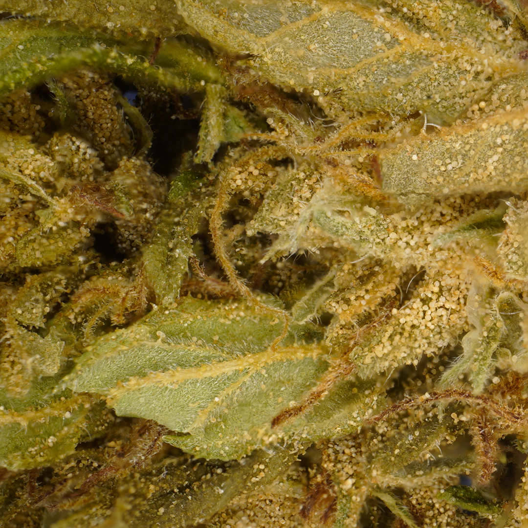 Flores CBG Banana – Pequeñas Cabezas (10g)