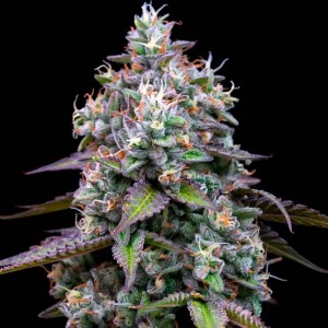 Semillas Feminizadas