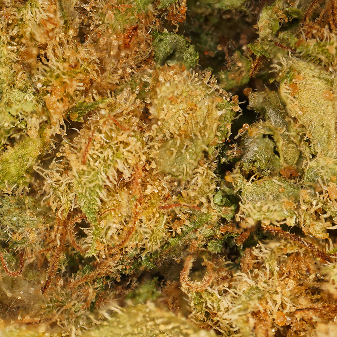 Flores de CBD Popcorn (10 gramos)