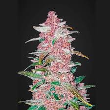 Semillas Feminizadas Gorilla X Gelato 69 Fast a Granel